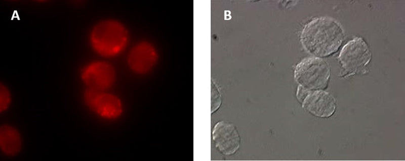 Figure 5. Intracellular cathepsin L activity was detected in THP-1 cells using our MR-(FR)2 cathepsin L fluorogenic substrate. Intracellular localization of the hydrolyzed fluorescent Magic Red® product was detected using a Nikon Eclipse E800 photomicroscope fitted with 510–560 nm excitation and 570–620 nm emission/barrier filters at 700X (A). The corresponding DIC image is shown in (B). Data courtesy of Dr. Brian Lee, ICT, 061202.