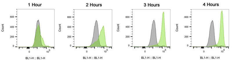 Figure 1. Jurkat cells were treated with staurosporine for 1, 2, 3, and 4 hours to induce apoptosis and increase serine protease activity (green), or were untreated (gray). Samples were stained with FAM-Phe-CMK (Kit 945/946) for 1 hour at 37°C, washed, and then analyzed using a flow cytometer. The amount of serine protease activity detected positively correlated to the duration of the exposure period. Data courtesy of Dr. Kristi Strandberg (ICT 231:75-79).