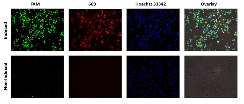 Figure 2. Jurkat cells were exposed to staurosporine to induce apoptosis and increase serine protease activity (upper), or left untreated (lower), then stained with FAM-Phe-CMK (Cat. 945/946), 660-VAD-FMK (cat. 9120), and Hoechst 33342. Imaged using EGFP (Ex 470/30, Em 530/50), Cy5 (Ex 620/60, Em 700/75), and DAPI (Ex 375/28, Em 460/50) LED filter cubes at 20X. Staurosporine increased the intracellular levels of both serine proteases and caspases. Data courtesy of Dr. K. Strandberg (ICT 231:73).