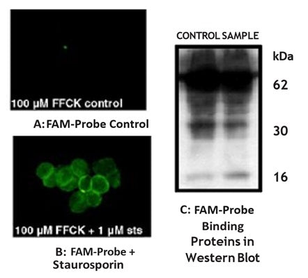 Figure 5. HL-60 cells were treated with FAM-Phe-CMK (Kit 945/946) for 1 hour, then with staurosporine for an additional 2 hours. Cells treated with staurosporine had a higher level of green fluorescence (B) than untreated cells (A). Western blot of cell lysates with an anti-fluorescein antibody indicated a 62 kDa protein (C). Data courtesy of Dr. Catherine Stenson- Cox, National University of Ireland, Galway.