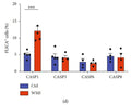 Figure 1. Caspase activities in the microglia of white matter injury mice using our FAM-FLICA® kits. Only caspase 1 was significantly upregulated. Figure 1 (d) of L. He et al (2022) miR-214-3p Deficiency Enhances Caspase-1-Dependent Pyroptosis of Microglia in White Matter Injury, Hindaw Journal of Immunology Research 2022, 1642896. https://doi.org/10.1155/2022/1642896. Creative Commons Attribution License (https://creativecommons.org/licenses/by/4.0/). Copyright © 2022 Liufang He et al.