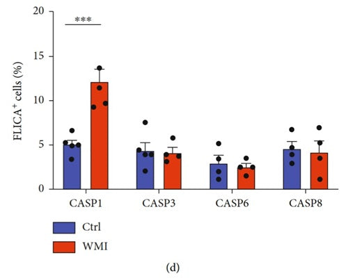 Figure 1. Caspase activities  in the microglia of white matter injury mice using  our FAM-FLICA® kits. Only caspase 1 was significantly upregulated. Figure 1 (d) of L. He et al (2022) miR-214-3p Deficiency Enhances Caspase-1-Dependent Pyroptosis of Microglia in White Matter Injury, Hindaw Journal of Immunology Research 2022, 1642896. https://doi.org/10.1155/2022/1642896. Creative Commons Attribution License (https://creativecommons.org/licenses/by/4.0/). Copyright © 2022 Liufang He et al.