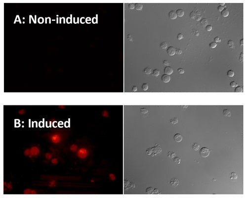 Figure 1. Jurkat cells, grown in suspension, were incubated with 1 µM staurosporine for 3 hours at 37°C to induce apoptosis, and then labeled with SR-LEHD-FMK (cat. 960/961) for 60 minutes at 37°C. Slides were prepared and imaged using a fluorescence microscope with a broad band pass filter. On slide B, cells appear very bright red, indicating a high level of active caspase-9 in these apoptotic cells. Non-induced cells did not fluoresce (slide A). Data courtesy of Dr. Brian W. Lee, ICT.