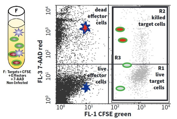 Figure 10. Control F identifies green target cells. See protocol for details.