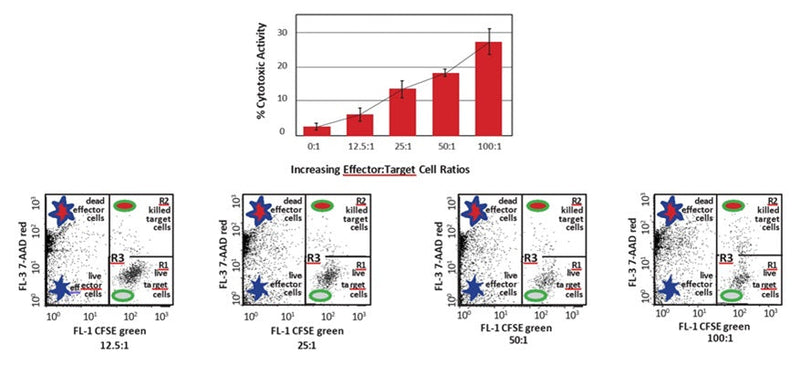 Figure 12. An optimal E:T cell ratio is required to effectively determine cytolytic activity. Determine this by running an experiment at several different ratios. For example: K562 target cells were stained with CFSE and adjusted to 1.5 x 104 cells/tube. Effector cells were added at a ratio of 0:1, 12.5:1, 25:1, 50:1, or 100:1 and incubated for 4 hours to allow the cytolytic activity to progress. 7-AAD was then added to label necrotic cells red. See protocol for details.