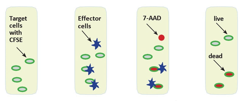 Figure 1. Quantification of cell death