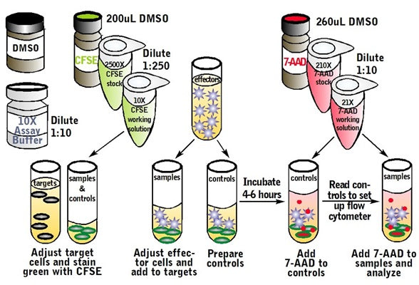 Figure 2. Assay procedure