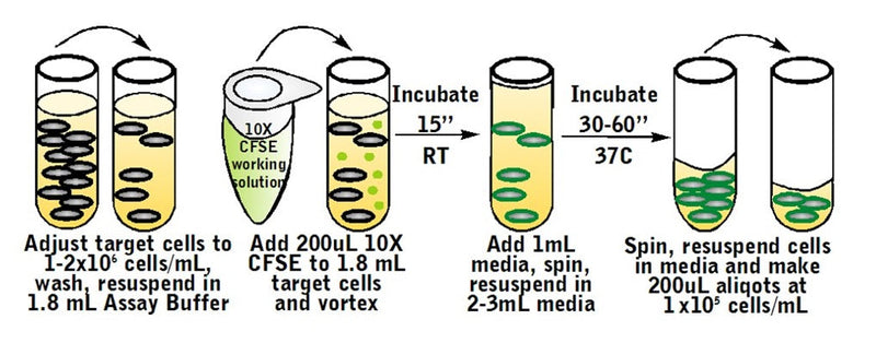 Figure 4. Stain target cells with CFSE