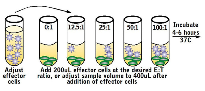 Figure 5. Add effector cells