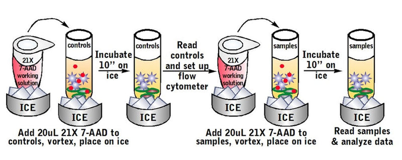 Figure 6. Label necrotic cells with 7-AAD