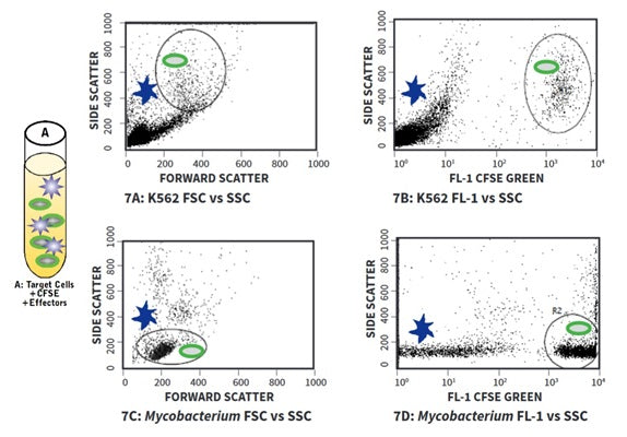 Figure 7. Control A is used to distinguish the green CFSE stained target cells from the unstained effector cells: FSC vs. SSC and CFSE (FL-1) vs. SSC plots. See the protocol for details.