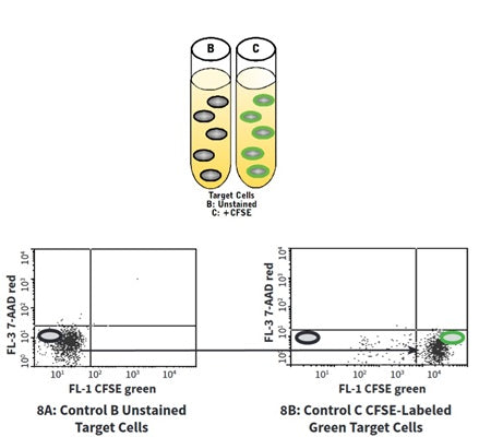 Figure 8. Controls B & C distinguish unlabeled target cells from green CFSE labeled target cells: CFSE (FL-1) vs. 7-AAD (FL-3). See protocol for details. 