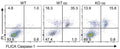 NLRP3lyz−/− BMDMs were recombined with mouse NLRP3 L351P mutant (L351P-BMDM). L351P-BMDMs were treated with indicated concentrations of MCC950 or THL followed by 100 ng/ml LPS for 3 h. CASP1 activation was determined by FAM-FLICA (Cat. 98) staining using flow cytometry. Image from publication, CC-BY-4.0. PMID: 39691768.