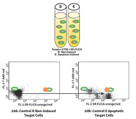 Figure 10. Control D contains healthy target cells labeled with CFSE and SR-FLICA® that were not induced to undergo apoptosis. Control E contains target cells labeled with CFSE and SR-FLICA® that were induced to undergo apoptosis. Apoptotic target cells stained green with CFSE and orange-red with SR-FLICA® (Control E) exhibit high levels of staining with SR-FLICA (SR-VAD-FMK) and migrate to the right compared with non-induced cells (Control D). See protocol.