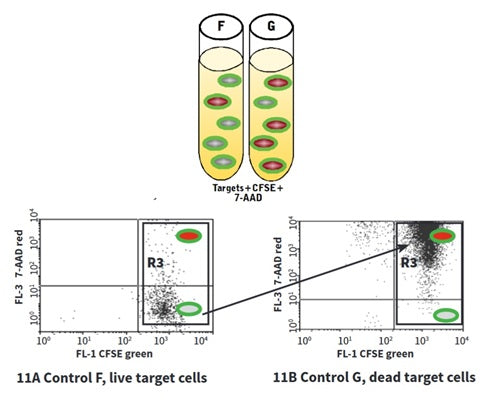 Figure 11. Control F contains live target cells stained with CFSE and 7-AAD. Control G contains killed target cells stained with CFSE and 7-AAD. Run Controls F (Figure 11A) and G (Figure 11B) to compensate CFSE (FL-1) vs. 7-AAD (FL-3). Killed target cells stained green with CFSE and red with 7-AAD (Control G) migrate up the plot compared to live cells (Control F). Create a gate (R3) on the green target cell population and rerun Control A (Figure 12). See protocol for details.