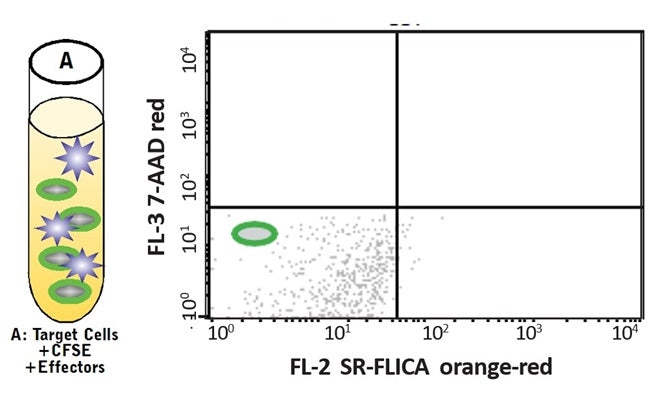 Figure 12. Control A contains CFSE stained target cells and effector cells (E:T). Create a dot plot of SR-FLICA® (FL-2) vs. 7-AAD (FL-3) gated off R3. CFSE stained target cells appear in the lower left quadrant of this plot. Since Control A has not been stained with either SR-FLICA (SR-VAD-FMK) or 7-AAD, there should be very few cells outside this region. See protocol for details.