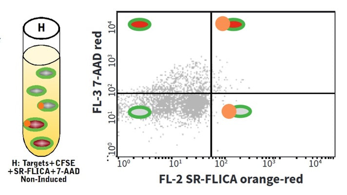 Figure 13. Control H contains non-induced CFSE stained target cells labeled with SR-FLICA and 7-AAD. Run Control H in SR-FLICA® (FL-2) vs. 7-AAD (FL-3). This control reveals background levels of spontaneous death and apoptosis in the non-induced cells without the influence of the effector cells. See the protocol for details.
