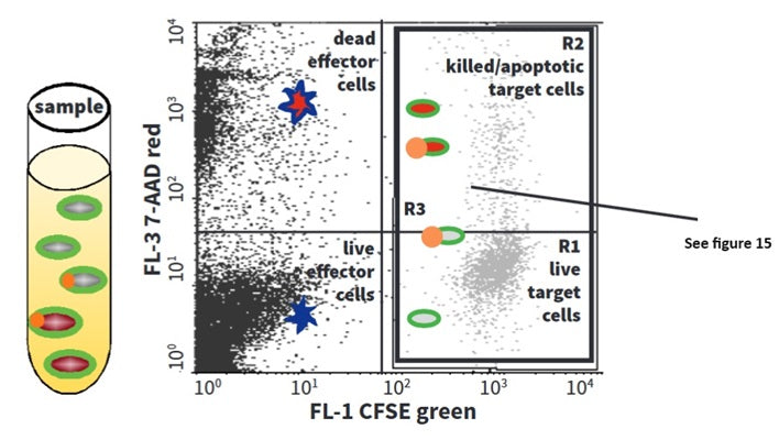 Figure 14. Derive a FSC vs. SSC plot or CFSE (FL-1) vs. SSC to identify the target cells (see Figure 8). Create a plot of CFSE (FL-1) vs. 7-AAD (FL-3) to further distinguish the green target cells from the unstained effector cells. Identify all green target cells and gate on them as R3 (R1+R2=R3). Set acquisition to collect events within R3. Data from our Total Cytotoxicity & Apoptosis Assay is not affected by those cells. See the protocol for details.