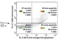 Figure 15. Once the green target cells have been gated (R3, Fig. 14), derive a plot of the poly caspase apoptosis reagent (SR-FLICA®) in FL-2 vs. live/dead stain (7-AAD) in FL-3. The plot reveals 4 populations of cells: live cells and 3 populations of cells in the death process, including cells in early apoptosis which are not detectable by any other method. All apoptotic events can now be included in the calculation of total cytotoxicity, leading to more accurate results. See protocol.
