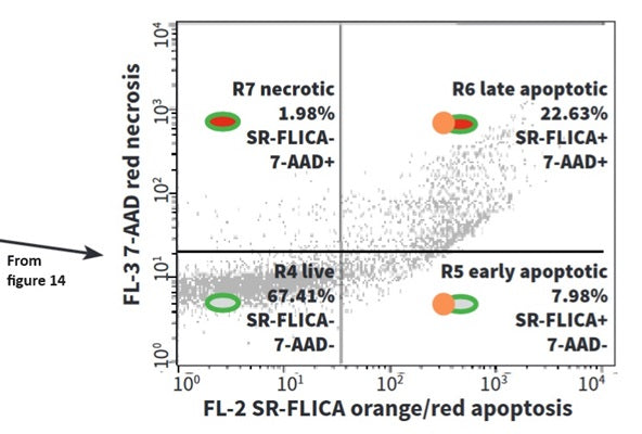 Figure 15. Once the green target cells have been gated (R3, Fig. 14), derive a plot of the poly caspase apoptosis reagent (SR-FLICA®) in FL-2 vs. live/dead stain (7-AAD) in FL-3. The plot reveals 4 populations of cells: live cells and 3 populations of cells in the death process, including cells in early apoptosis which are not detectable by any other method. All apoptotic events can now be included in the calculation of total cytotoxicity, leading to more accurate results. See protocol.