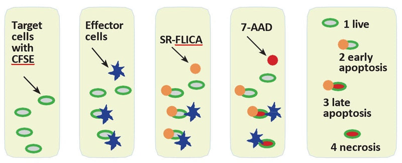 Figure 1. Quantification of 4 populations in each sample