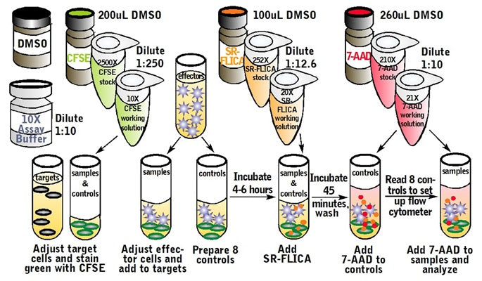 Figure 2. Assay procedure