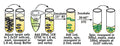 Figure 4. Stain target cells with CFSE