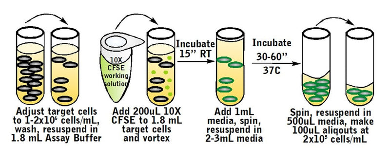 Figure 4. Stain target cells with CFSE