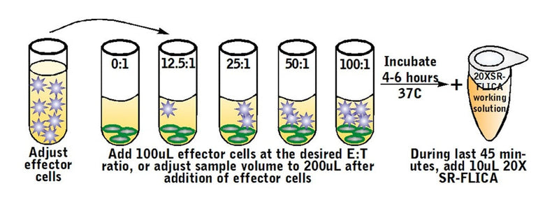 Figure 5. Add effector cells