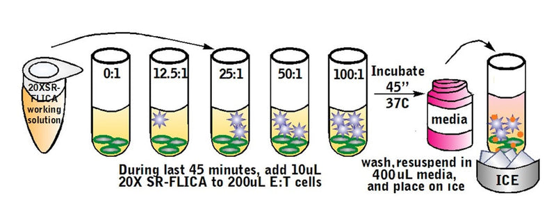 Figure 6. Label apoptotic cells with SR-VAD-FMK