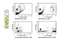 Figure 8. Control A contains CFSE stained target cells and effector cells. It is used to distinguish the green CFSE stained target cells from the unstained effector cells. Run Control A and create a forward scatter (FSC) vs. side scatter (SSC) plot (Figures 8A and 8C). Then create a plot of CFSE (FL-1) vs. SSC (Figures 8B and 8D). See the protocol for details.