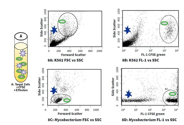 Figure 8. Control A contains CFSE stained target cells and effector cells. It is used to distinguish the green CFSE stained target cells from the unstained effector cells. Run Control A and create a forward scatter (FSC) vs. side scatter (SSC) plot (Figures 8A and 8C). Then create a plot of CFSE (FL-1) vs. SSC (Figures 8B and 8D). See the protocol for details.