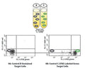 Figure 9. Control B contains unstained target cells. Control C contains CFSE stained target cells. Run Control B (Figure 9A) and then run Control C (Figure 9B) to compensate for CFSE (FL-1) vs. 7-AAD (FL-3). When stained green with CFSE (Control C), target cells shift to the right compared to unstained cells (Control B). See protocol for details.