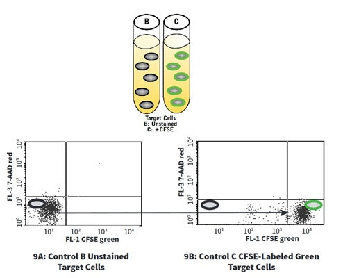 Figure 9. Control B contains unstained target cells. Control C contains CFSE stained target cells. Run Control B (Figure 9A) and then run Control C (Figure 9B) to compensate for CFSE (FL-1) vs. 7-AAD (FL-3). When stained green with CFSE (Control C), target cells shift to the right compared to unstained cells (Control B). See protocol for details.