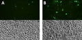 Figure 1. THP-1 cells were treated with either a negative control (A), or PMA (5 ng/mL) followed by LPS (10 ng/mL). Cells were then stained with FAM-YVAD-FMK (Cat. 97/98) and analyzed by phase contrast and fluorescence microscopy. In the treated sample, many cells appear bright green, indicating increased caspase-1