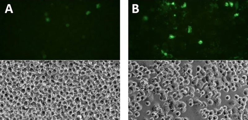 Figure 1. THP-1 cells were treated with either a negative control (A), or PMA (5 ng/mL) followed by LPS (10 ng/mL). Cells were then stained with FAM-YVAD-FMK (cat. 97/98) and analyzed by phase contrast and fluorescence microscopy. In the treated sample, many cells appear bright green, indicating increased caspase-1 activity (B). In the non-induced sample, few green cells are visible, indicating a low level of caspase-1 activity (A). Data courtesy of Dr. Brian Lee, ICT (207:11).