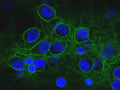 Immunofluorescence of cultured neurons and glia cells showing specific axonal and dendritic labeling with anti-alpha-II-spectrin (Cat. 98-A2SM, 1:500, green), and nuclear staining with DAPI (blue).