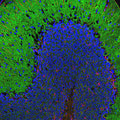 Immunofluorescence of a section of rat cerebellum selectively labeling the submembraneous cytoskeleton on neurons and cell bodies and dendrites of Purkinje cells with alpha-II-spectrin (Cat. 98-A2SM, 1:2000, green) and labeling the processes of Bergmann glia and astrocytes with anti-GFAP (Cat. 621-GFAP, 1:5000, red).