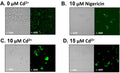 RAW264.7 monocytes were exposed to varying concentrations of CdCl2 (0 μM, 10 μM,15 μM) for 24 h, as well as a positive control group (10 μM nigericin). Cells were stained with FAM-FLICA (Cat. 98). Images of cells were taken under brightfield and, after exposure, to fluorescence (400× magnification). Image from publication. CC-BY-4.0 PMID: 39494472.