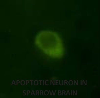 Figure 2. Staurosporine (cat. 6212) was injected into the forebrain of a female house sparrow to induce apoptosis. Approximately 20 hours later, FAM in vivo probe (cat. 980/981) was intravenously injected into the jugular and allowed to circulate 30 minutes. The bird was sacrificed and frozen brain sections prepared. Neurons with active caspases fluoresce green. This image shows one apoptotic neuron at 100X. Data courtesy of Mr. Chris Thompson at the University of Washington, Seattle.