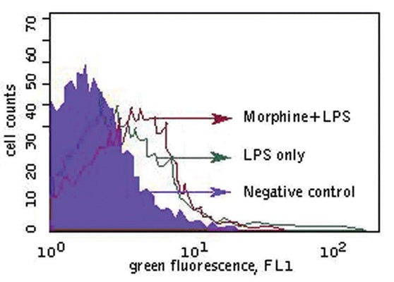 Figure 4. Dr. Michael Olin at the University of Minnesota used FAM in vivo probe (cat. 981) to assess apoptosis in bone marrow. C57BL/S126 mice were treated with morphine and/or LPS, or a placebo for 48 hours. FAM in vivo probe was injected in the tail vein 45 minutes prior to sacrifice. Following sacrifice, bone marrow cells were obtained and analyzed by flow cytometry. The data demonstrate an increase in apoptosis in the bone marrow leukocytes of morphine-treated animals that were also exposed to LPS.