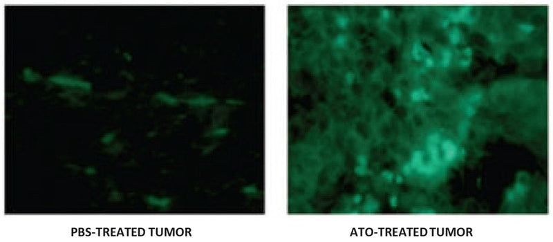 Figure 5. FSaII fibrosarcoma cells were added to the skin of female nu/nu mice. When tumor growth was apparent, mice were injected with PBS (left) or 8 mg/kg ATO (apoptosis inducing agent, right). FAM in vivo probe (~10 ug) was injected via tail vein 3 hr post ATO injection. Images depict 10X magnification obtained from histological sections of FAM in vivo probe-stained tumors. Data courtesy of R.J. Griffin et. al. Technology in Cancer Research 2007. 6(6) 651-654.