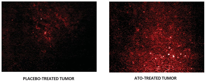 Figure 3. Using a window chamber to view tumors directly, SCK mammary tumor cells were grown under the skin of A/J mice for 7 days. Mice were treated with ATO or a placebo. Mice were injected IV with SR in vivo probe and images captured 30 minutes later. Bright spots indicate high levels of caspase activity within the tumor. ATO treatment doubled the level of caspase activity. Data courtesy of Dr. R. Griffin, University of Minnesota.