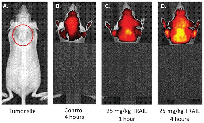 Figure 4. SR in vivo probe was used for non-invasive imaging of apoptosis in live animals. COLO205 cells were injected S/C into female nude mice (A). After 27 days, mice were treated with a control (B) or TRAIL at 25 mg/Kg (C and D), then injected with SR in vivo probe to image caspase-positive tumor cells. TRAIL induced apoptosis within 1 hour post-treatment (C), and the level of apoptosis significantly increased by 4 hours (D). Data courtesy of Dr. P. Lassota, Caliper Life Sciences / Xenogen.