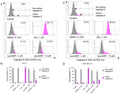 Flow cytometry analysis of the caspase-8 activity (Assay kit, Cat. no. 99) in the MCF-7 (A,B) and MDA-MB-231 (C,D) breast cancer cells after 24 h of incubation with Les-6287 (1.0 μM
