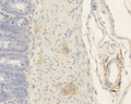 Immunohistochemistry detection of Alpha-calcitonin gene-related peptide (α-CGRP) in rat tissue tissue using Anti-Alpha-Calcitonin Gene-Related Peptide (alpha-CGRP) Antibody (Cat. ABS 026-05-010). Tissue was mounted and pariffin fixed. Heat induced antigen retrieval was performed using citrate buffer, heated, and then blocked. After washing, the primary antibody (Cat. ABS 026-05-010) was incubated with the sample.