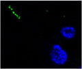 Immunofluorescent staining of Neuropeptide Y in human cerebral cortex using Anti-Neuropeptide Y Antibody (Cat. ABS 028-08-010). Cells where fixed with formaldehyde and permeabilized prior to staining Primary antibody (ABS 028-08-010) was incubated with the cells at a dilution of 1:10.