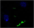 Immunofluorescent staining of Neuropeptide Y in human cerebral cortex using Anti-Neuropeptide Y Antibody (Cat. ABS 028-08-010). Cells where fixed with formaldehyde and permeabilized prior to staining Primary antibody (ABS 028-08-010) was incubated with the cells at a dilution of 1:10.