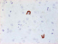 Immunohistochemistry detection of Neuropeptide Y in mouse brain tissue using Anti-Neuropeptide Y Antibody (Cat. ABS 028-08-010). Tissue was mounted and pariffin fixed. Heat induced antigen retrieval was performed using citrate buffer, heated, and then blocked. After washing, the primary antibody (Cat. ABS 028-08-010) was incubated with the sample at a dilution of 1:1000. Staining of interneurons in the cortex.