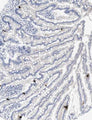 Immunohistochemistry detection of Peptide YY in human small intestine tissue using Anti-Peptide YY Antibody (Cat. ABS 029-01-010). Tissue was mounted and pariffin fixed. Heat induced antigen retrieval was performed using citrate buffer, heated, and then blocked. After washing, the primary antibody (Cat. ABS 029-01-010) was incubated with the sample.